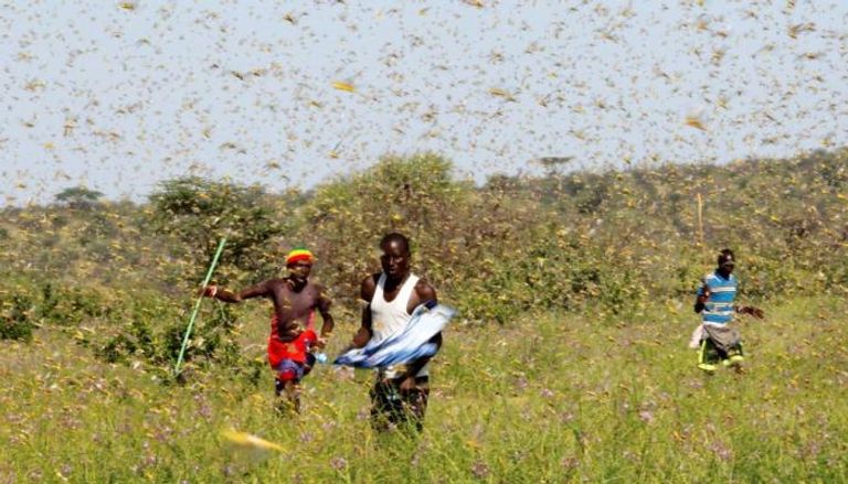 طائرة تعمل في مكافحة الجراد