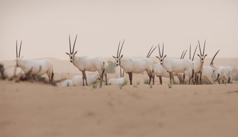 الإمارات وحماية