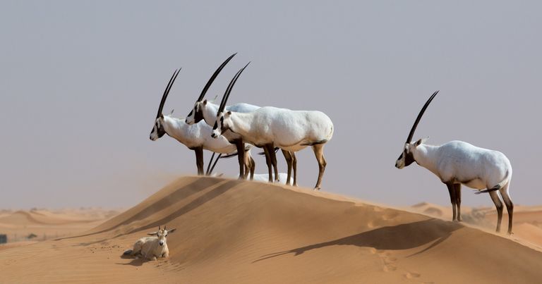 الإمارات وحماية
