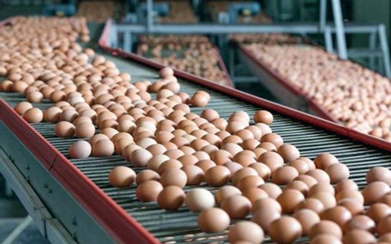 إنتاج العالم من البيض - أرشيفية