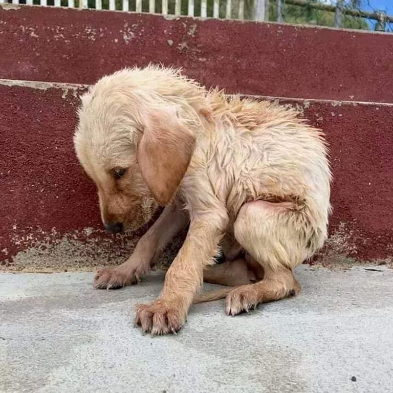 مبادرة شبابية تنتصر "للحيوان" باليمن