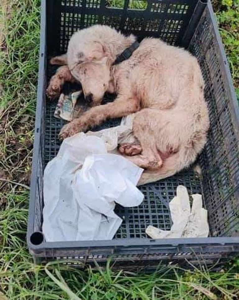 مبادرة شبابية تنتصر "للحيوان" باليمن