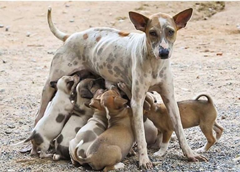 مبادرة شبابية تنتصر "للحيوان" باليمن