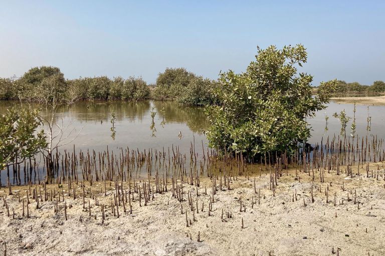 مشروع غابة المانجروف بمحمية جبل علي