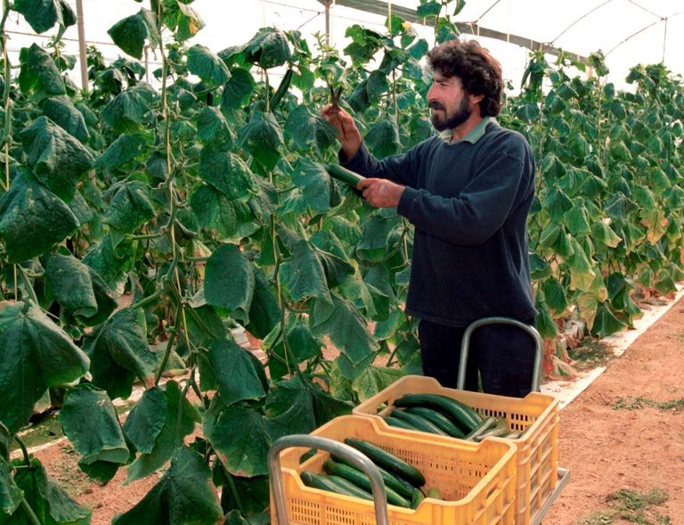 الكوسة غذاء شديد التنوع يمكن من خلاله تحضير عدد كبير من الوصفات