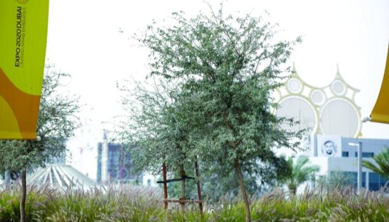 شجرة الغاف في موقع إكسبو 2020 دبي