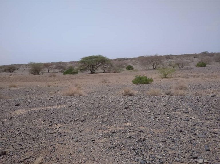 فخاخ الحوثي تحرم مزارعي اليمن من فلاحة أراضهم