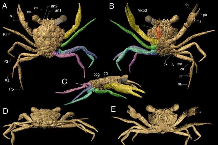 قطعة العنبر التي تحتوي على الحفرية