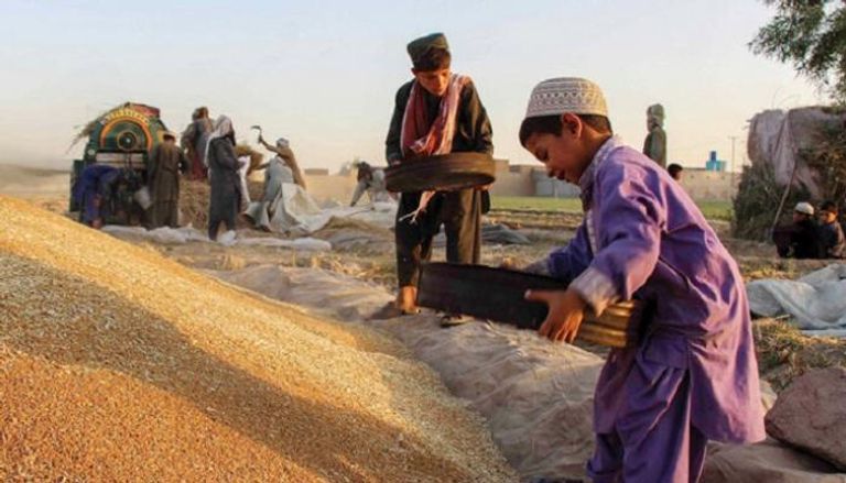 جمع القمـح في أفغانستان