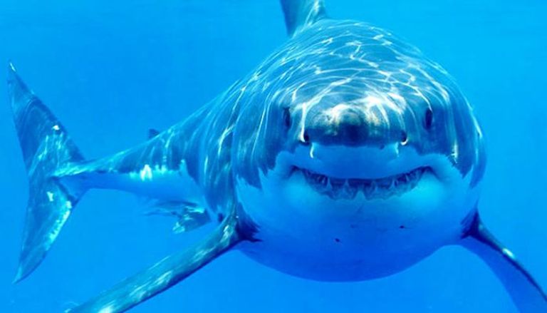 النظام البصري لسمك القرش يكاد يكون غير حساس على اللون 