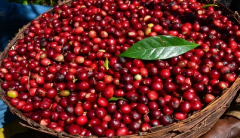 إحدى مزارع البن الإثيوبي