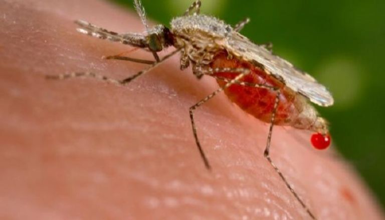 انتشار بعوض الملاريا يرتبط بتغيرات المناخ