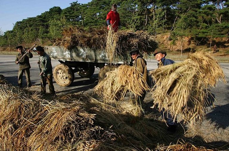 مزارعة في كوريا الشمالية