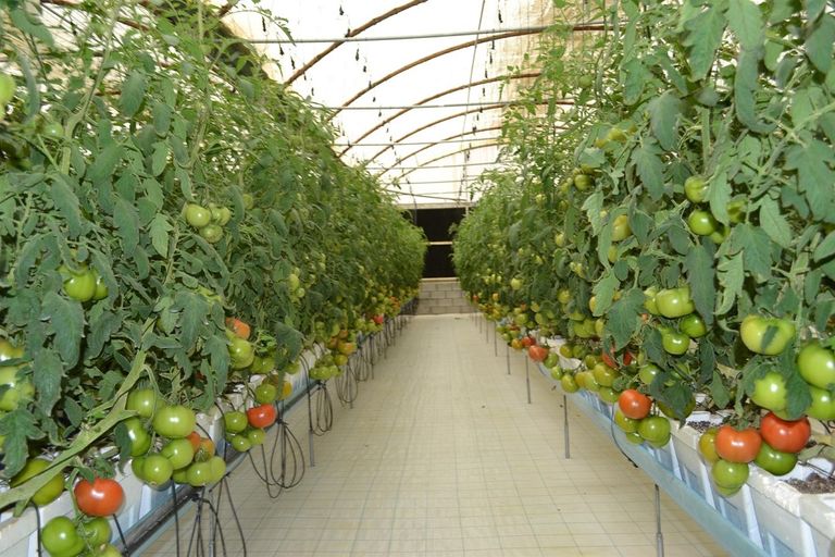 جانب من مبادرات الإمارات للابتكار الزراعي