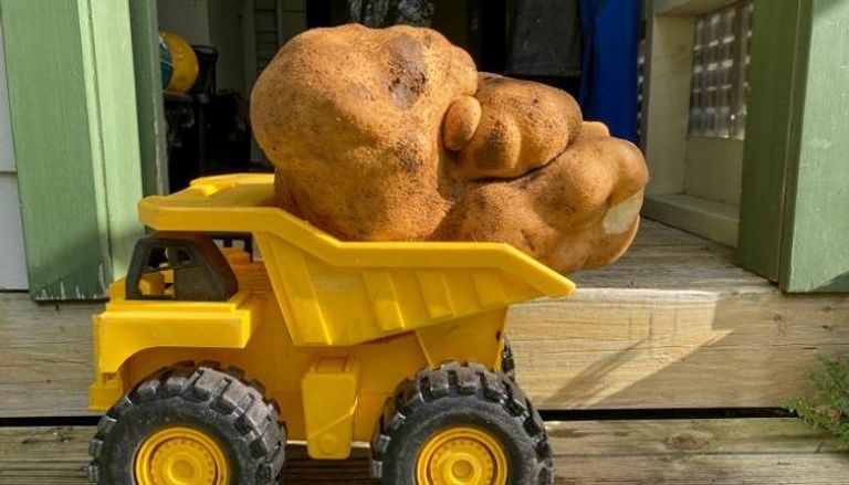 وزن ثمرة البطاطس يقترب من 8 كيلوجرامات