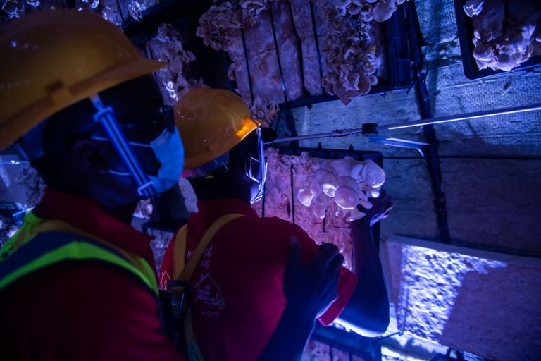 إكسبو 2020 دبي.. ثورة في عالم البناء بمواد مستدامة صديقة للبيئة