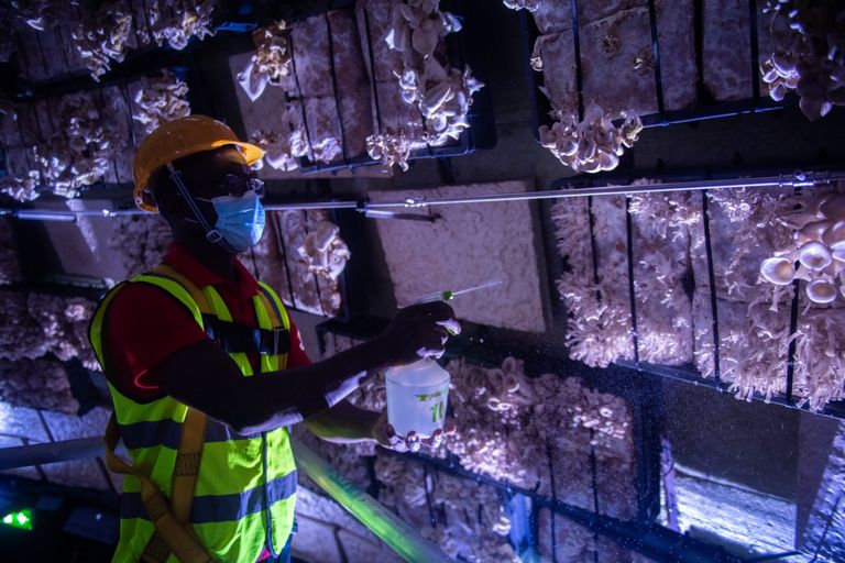 إكسبو 2020 دبي.. ثورة في عالم البناء بمواد مستدامة صديقة للبيئة