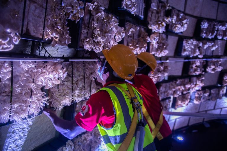 إكسبو 2020 دبي.. ثورة في عالم البناء بمواد مستدامة صديقة للبيئة