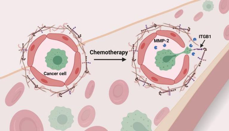 رسم توضيحي يوضح آلية تأثير العلاج الكيماوي على الرئة