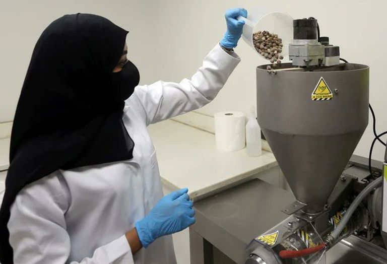 مورينجا العلا.. محصول سعودي وفير ينافس التمور والموالح المورينجا تنافس التمور في السعودية