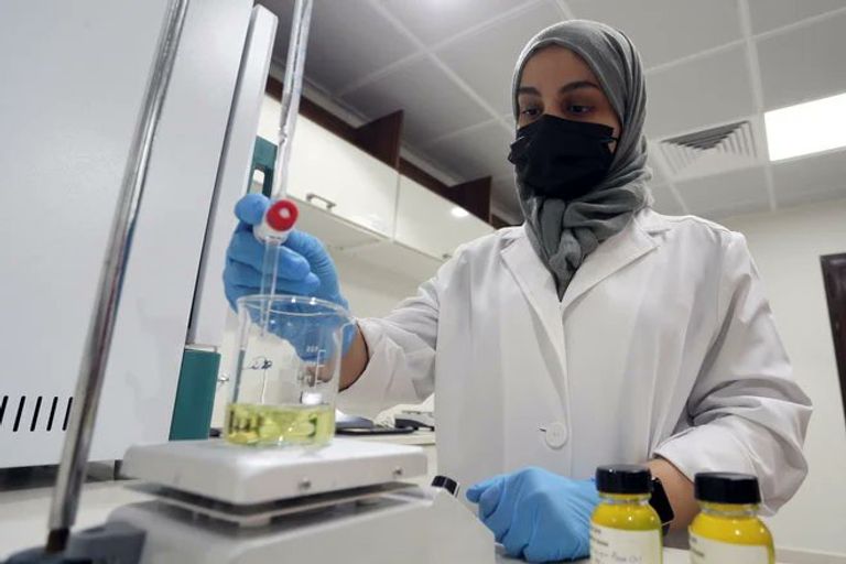 مورينجا العلا.. محصول سعودي وفير ينافس التمور والموالح المورينجا تنافس التمور في السعودية