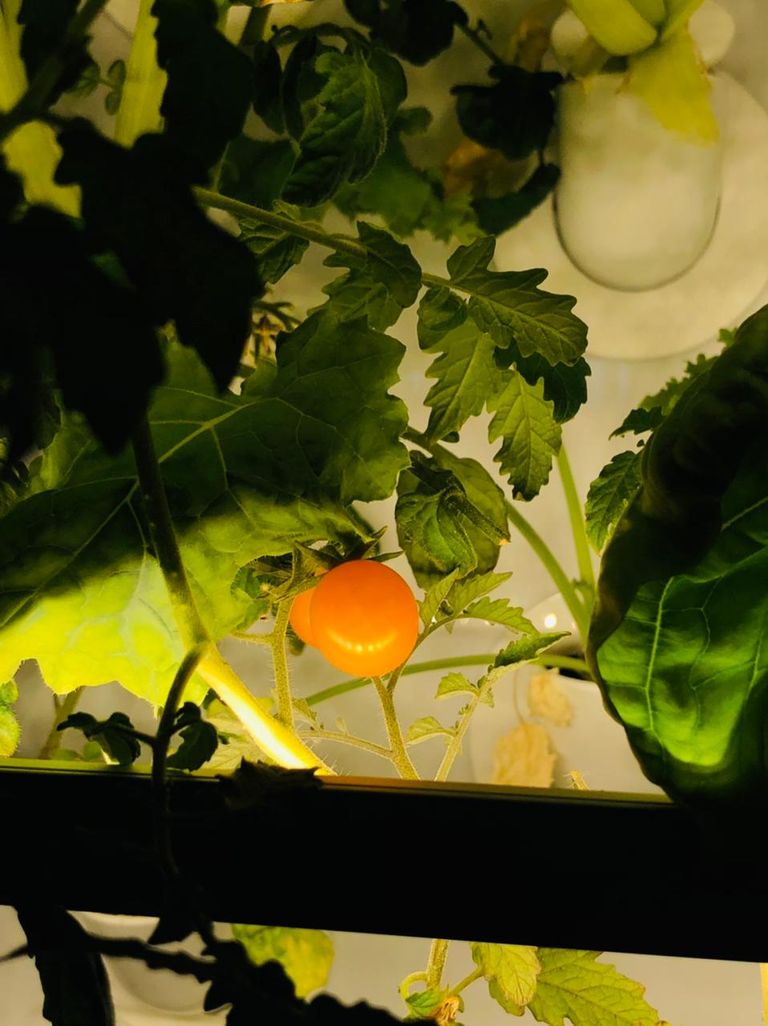 نظام هيدرو آرت بود للزراعة المنزلية الذكية