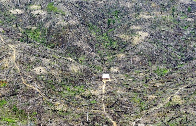 إحدى الغابات المزهرة في العالم