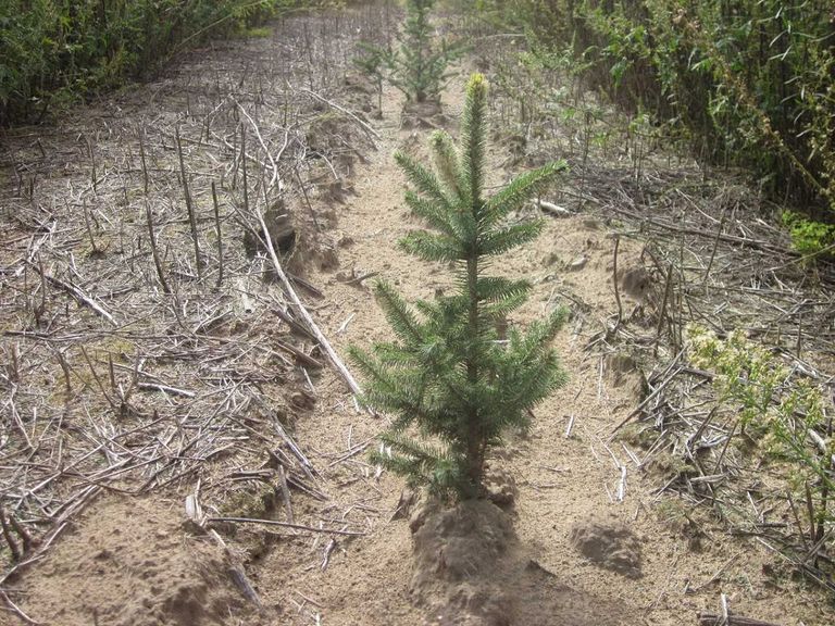 إحدى الغابات المزهرة في العالم