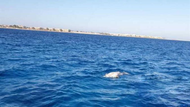 عروس البحر ظهرت على شواطئ مدينة سفاجا المصرية
