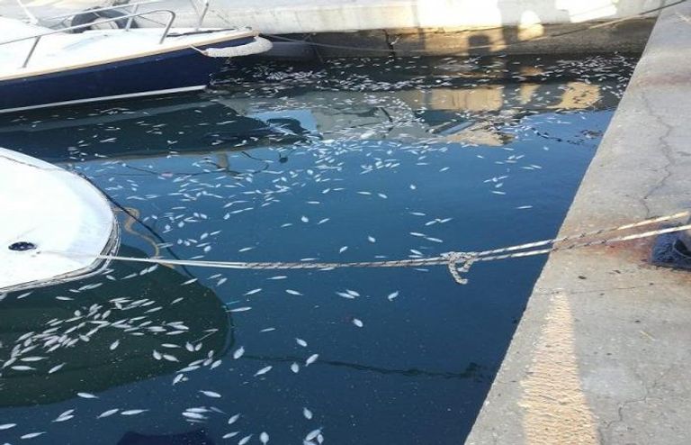 أسماك نافقة في صيدا اللبنانية