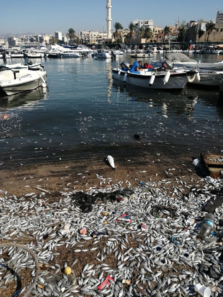 أسماك نافقة في صيدا اللبنانية