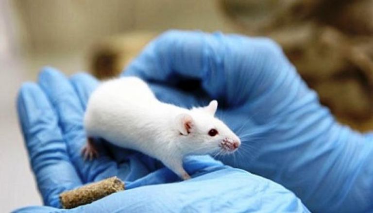 تم حقن الدواء في الأنسجة المحيطة بالحبل الشوكي للفئران- أرشيفية