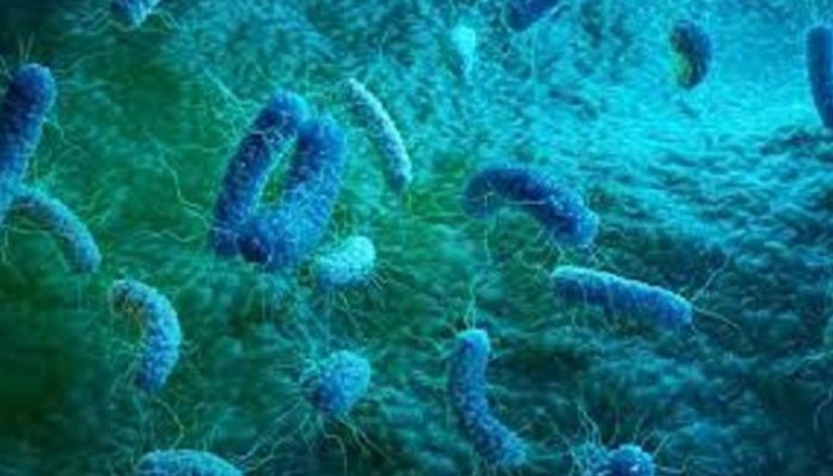 بكتيريا بوركولديريا تختبئ من المضادات الحيوية