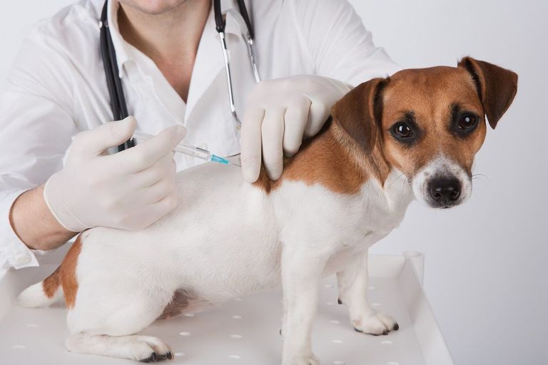 تطعيم الحيوانات ضد فيروس كورونا.. تعرف على أهم المعلومات 