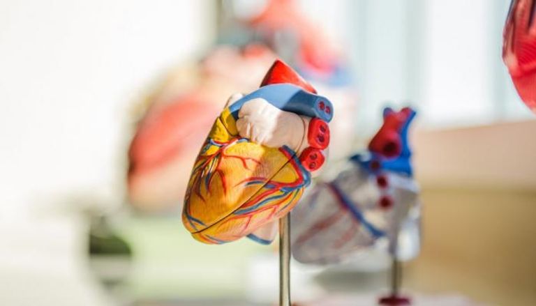 الخلايا الجذعية تعزز الأمل لدى مرضى قصور القلب