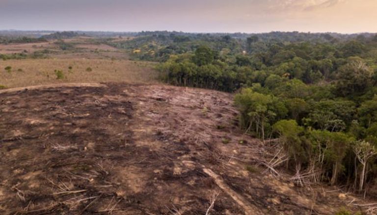 قفزة قياسية في إزالة غابات الأمازون
