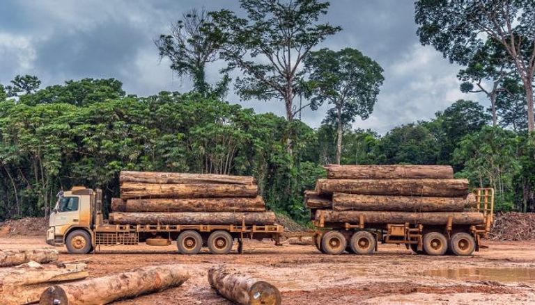رقم قياسي لإزالة الغابات في الأمازون