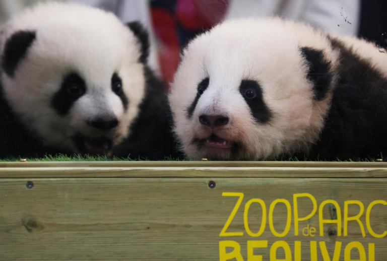 الصينية تشانج جياكي والفرنسي كيليان مبابي مع توأمي الباندا