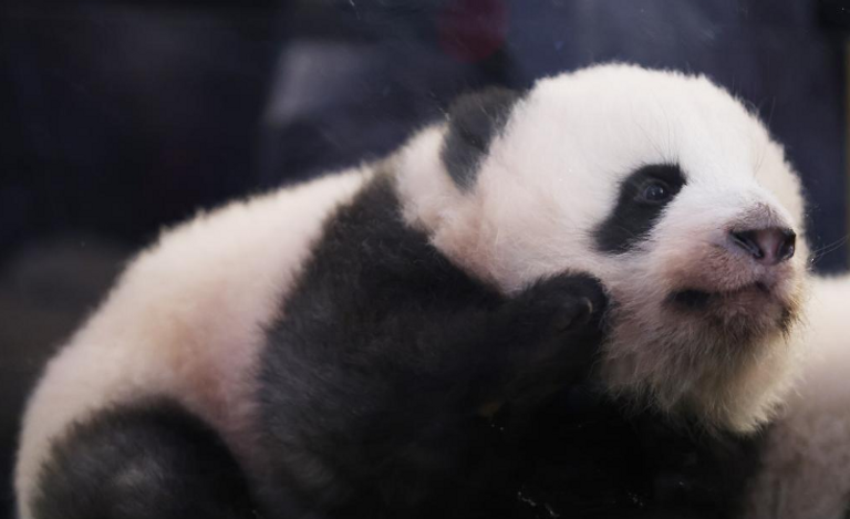 الصينية تشانج جياكي والفرنسي كيليان مبابي مع توأمي الباندا