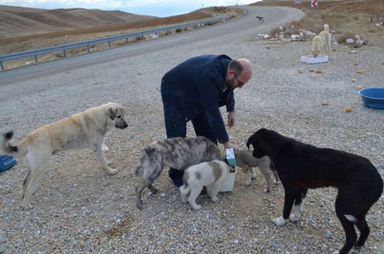  تركي يقطع 60 كيلومترا لإطعام كلاب ضالة.. تعرف على التفاصيل