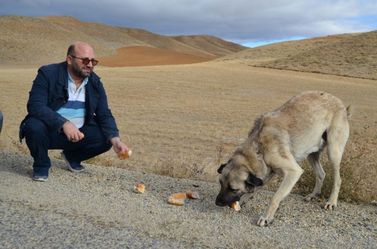 تركي يقطع 60 كيلومترا لإطعام كلاب ضالة.. تعرف على التفاصيل