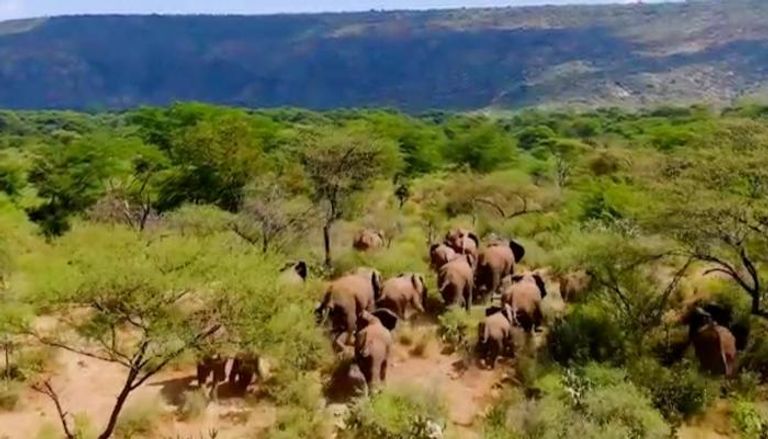 جانب من حياة الفيلة في المتنزهات الطبيعية بإثيوبيا