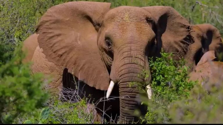 جانب من حياة الفيلة في المتنزهات الطبيعية بإثيوبيا