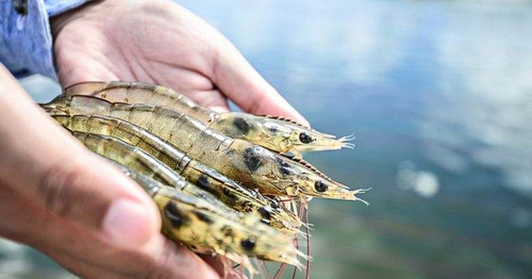 الأخطبوط من الكائنات الواعية التي تشعر بالألم