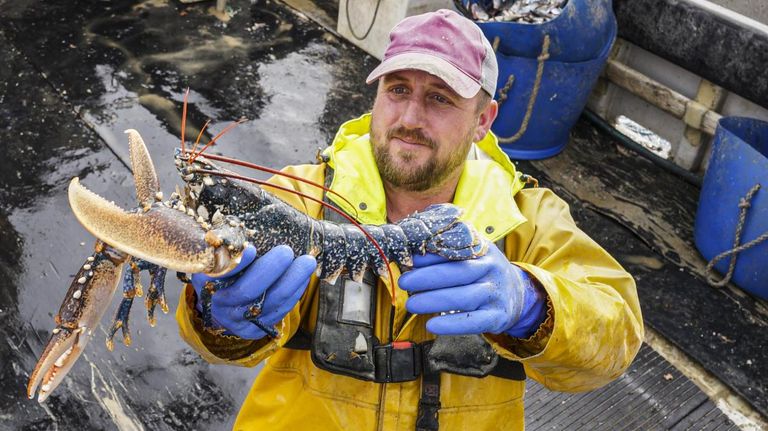 الأخطبوط من الكائنات الواعية التي تشعر بالألم