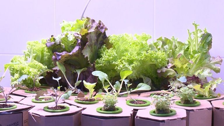 نجاح الإمارات بدأ منذ بذرة التأسيس الأولى