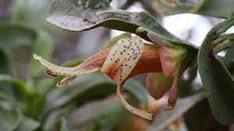 مراسم التدخين عند الأستراليين الأصليين