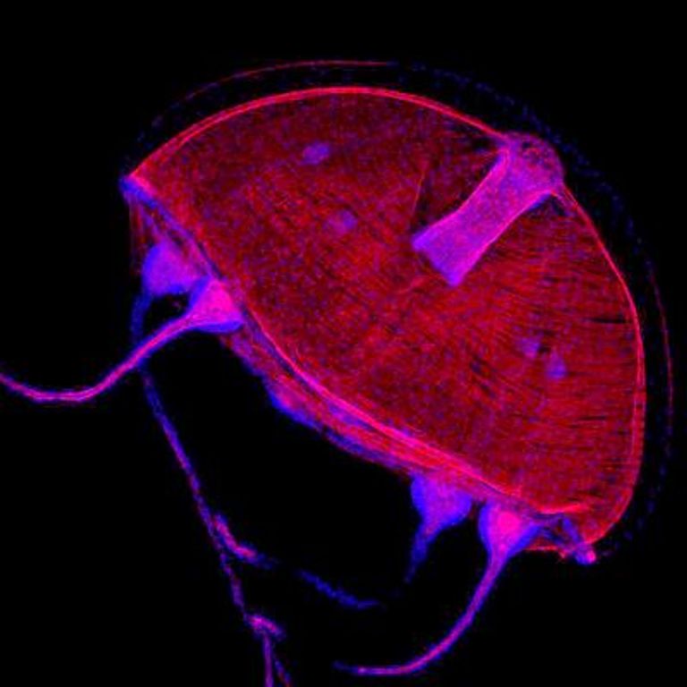 قنديل البحر الصغير 