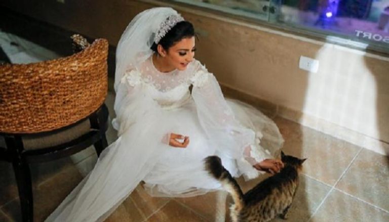 العروس لحظة إطعام القطة