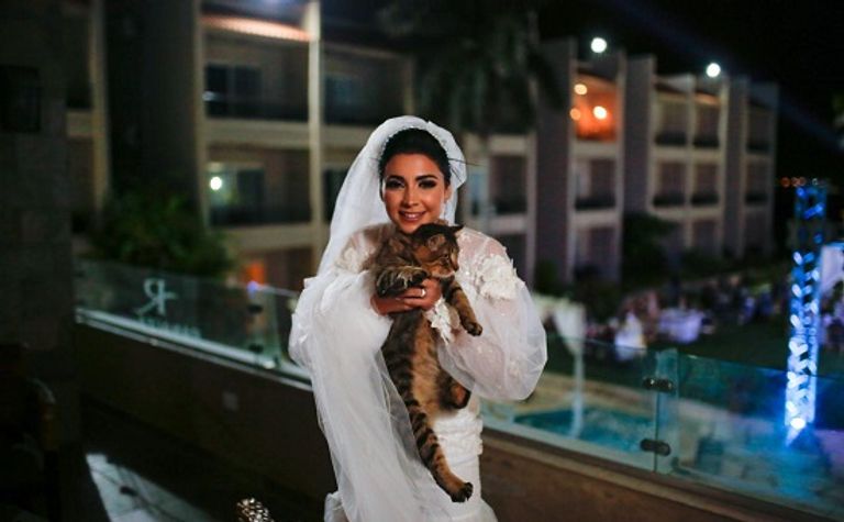 بالصور.. مصرية تترك حفل زفافها لإطعام قطة: 